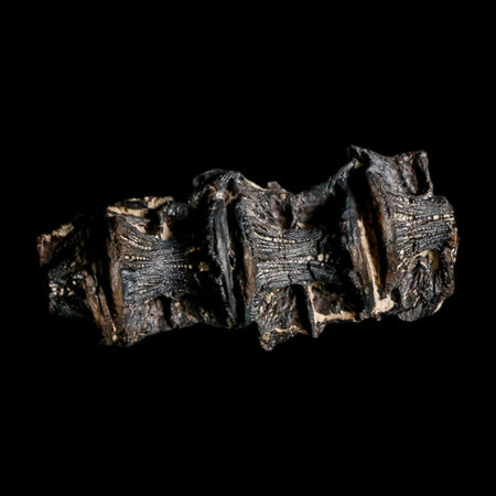 2.6" Saber Toothed Herring Fossil Vertebrae Enchodus Cretaceous Age Niobrara FM Kansas