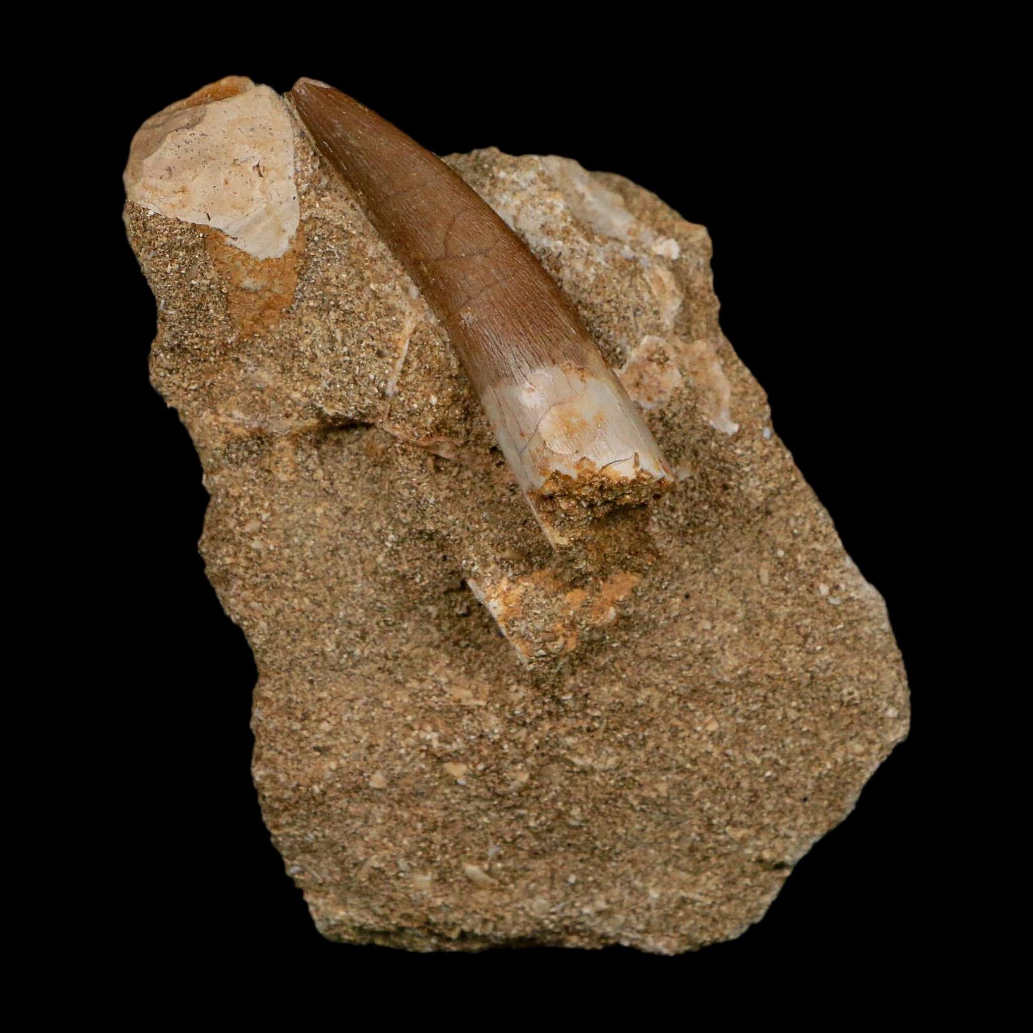 1.7" Plesiosaur Zarafasaura Tooth Fossil In Matrix Cretaceous Dinosaur Era COA - Fossil Age Minerals