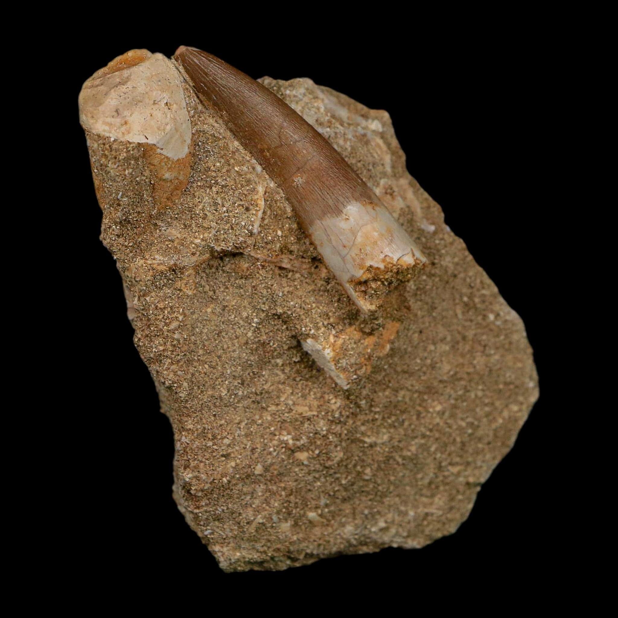1.7" Plesiosaur Zarafasaura Tooth Fossil In Matrix Cretaceous Dinosaur Era COA - Fossil Age Minerals