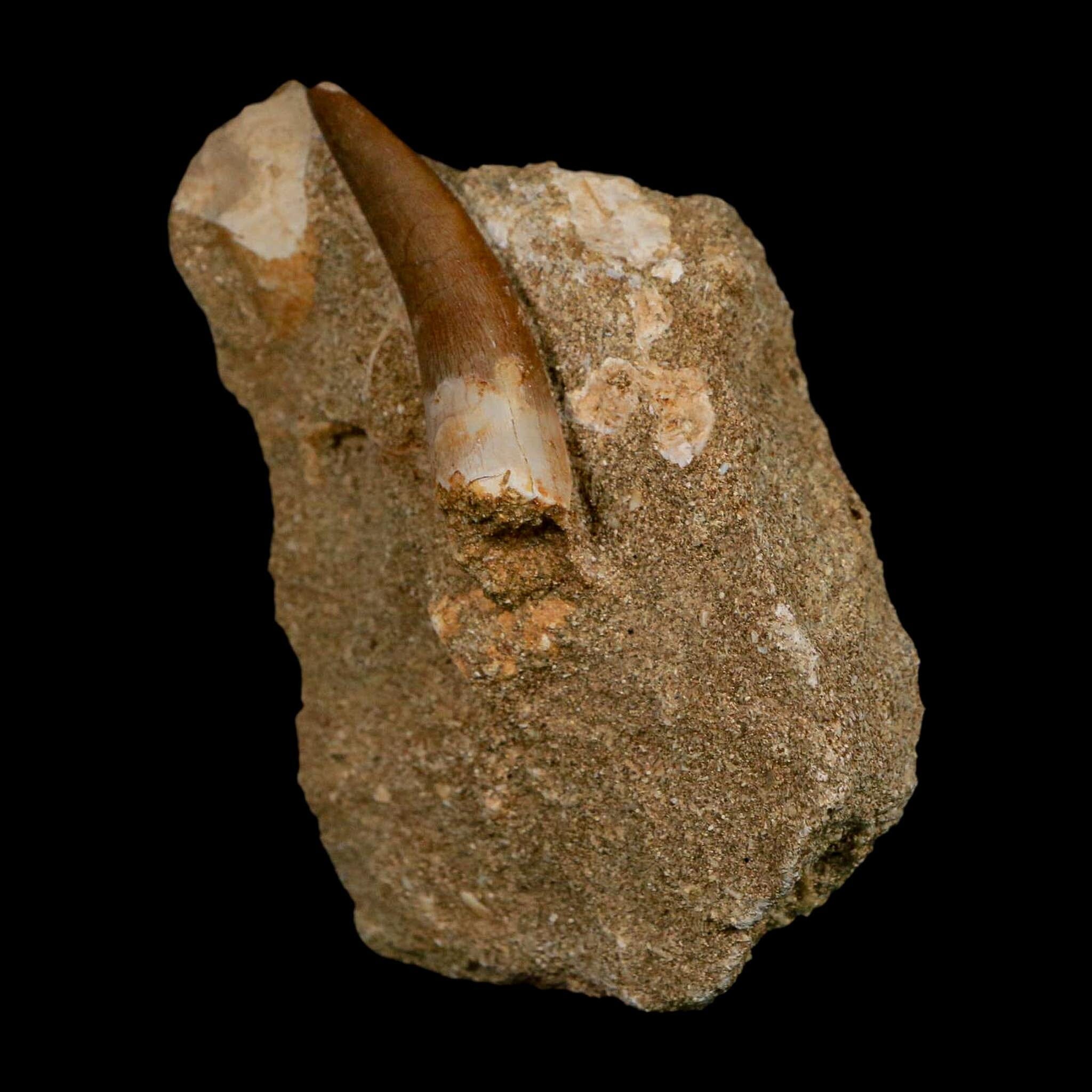 1.7" Plesiosaur Zarafasaura Tooth Fossil In Matrix Cretaceous Dinosaur Era COA - Fossil Age Minerals
