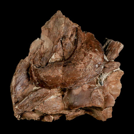 3.7" Ichthyodectes Fish Fossil Bones In Matrix Late Cretaceous Era Niobrara FM Kansas