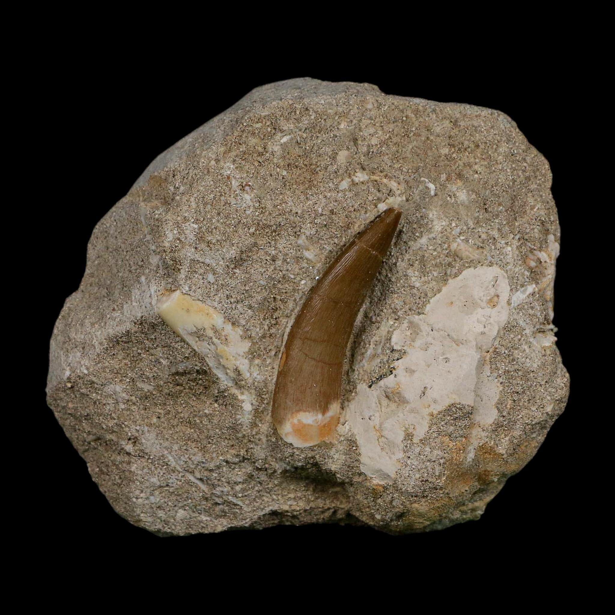 1.7" Plesiosaur Zarafasaura Tooth Fossil In Matrix Cretaceous Dinosaur Era COA - Fossil Age Minerals
