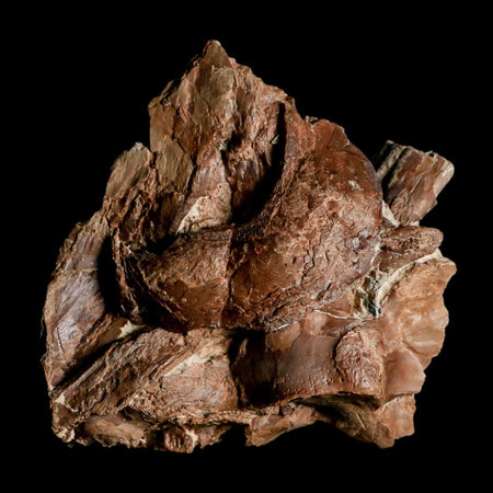 3.7" Ichthyodectes Fish Fossil Bones In Matrix Late Cretaceous Era Niobrara FM Kansas