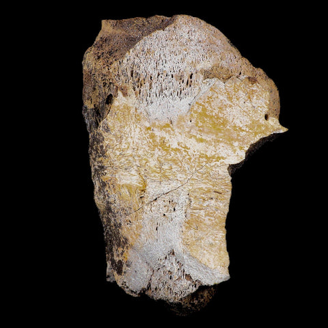 6.5" Torosaurus Bone Marrow Fossil Lance Creek FM Cretaceous Wy Dinosaur COA - Fossil Age Minerals
