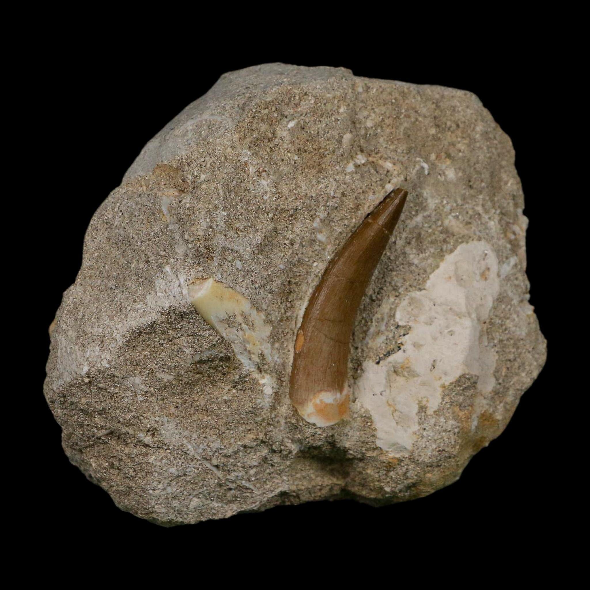 1.7" Plesiosaur Zarafasaura Tooth Fossil In Matrix Cretaceous Dinosaur Era COA - Fossil Age Minerals