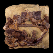 10" Edmontosaurus Fossils in Situ, Teeth, Jaw, Vertebrae, Tendon, More Lance Creek WY