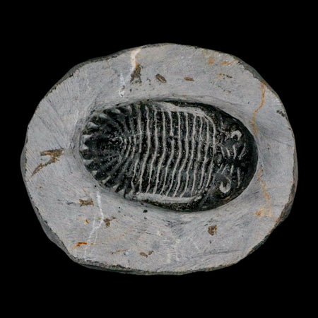 2.3" Metacanthina Issoumourensis Trilobite Fossil Devonian Age 400 Mil Yrs Old COA