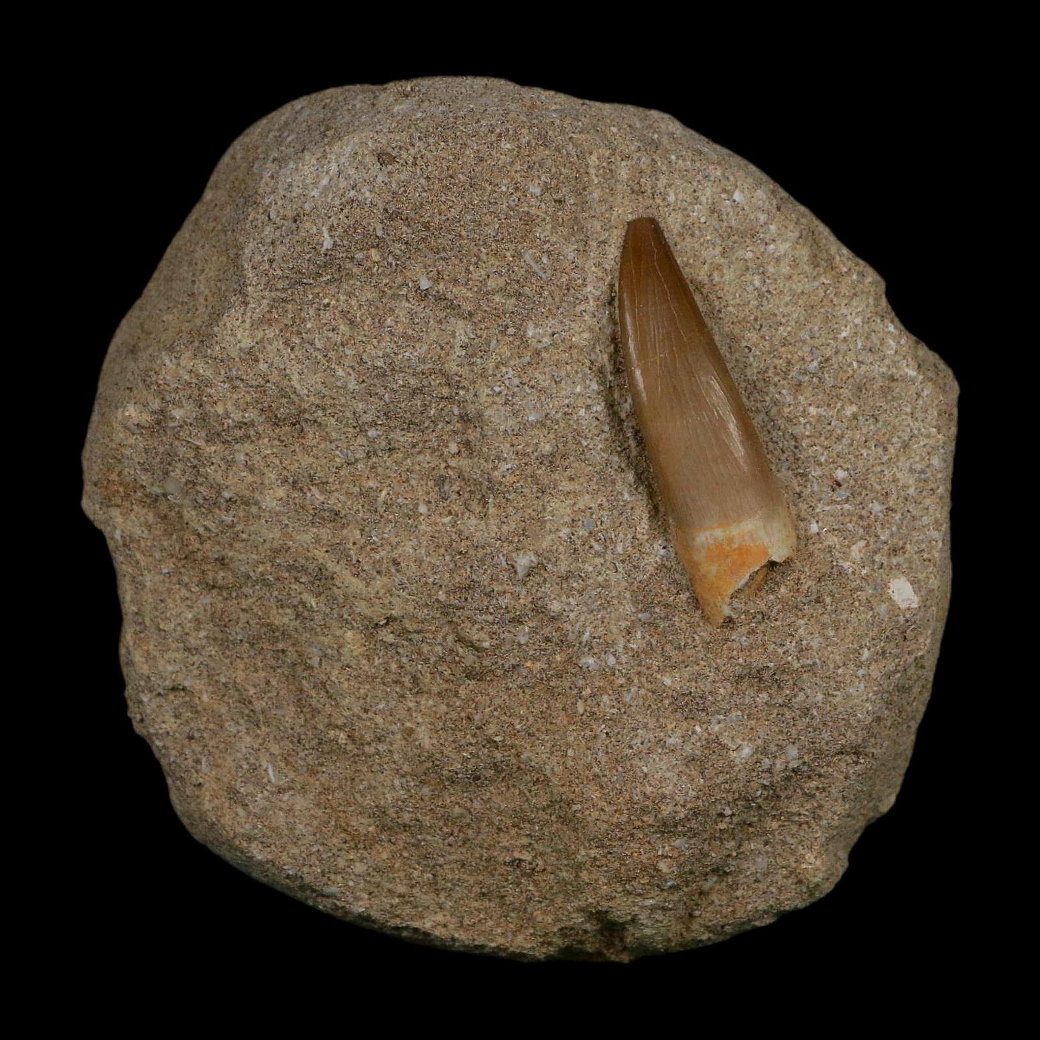 1.4" Plesiosaur Zarafasaura Tooth Fossil In Matrix Cretaceous Dinosaur Era COA - Fossil Age Minerals