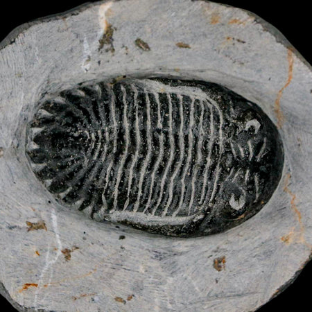 2.3" Metacanthina Issoumourensis Trilobite Fossil Devonian Age 400 Mil Yrs Old COA