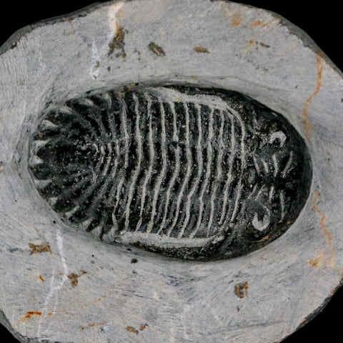 2.3" Metacanthina Issoumourensis Trilobite Fossil Devonian Age 400 Mil Yrs Old COA - Fossil Age Minerals