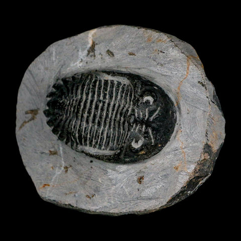2.3" Metacanthina Issoumourensis Trilobite Fossil Devonian Age 400 Mil Yrs Old COA - Fossil Age Minerals