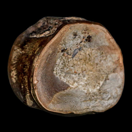 1.5" Xiphactinus Audax Fossil Vertebrae Cretaceous Era Fish Niobrara FM Kansas