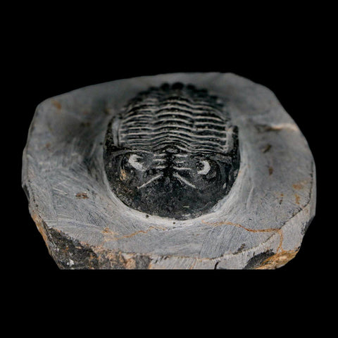 2.3" Metacanthina Issoumourensis Trilobite Fossil Devonian Age 400 Mil Yrs Old COA - Fossil Age Minerals