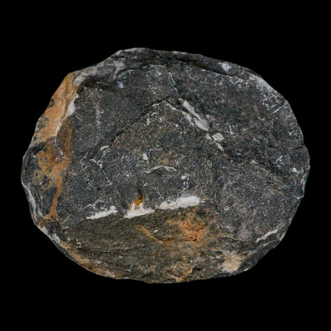 2.3" Metacanthina Issoumourensis Trilobite Fossil Devonian Age 400 Mil Yrs Old COA - Fossil Age Minerals