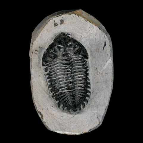 2.2" Coltraenia Oufatenensis Trilobite Fossil Devonian Morocco 400 Mil Yrs Old COA - Fossil Age Minerals