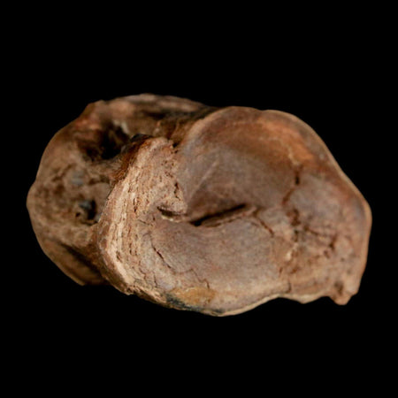 1.7" Ichthyodectes Fish Fossil Vertebrae Late Cretaceous Era Niobrara Formation Kansas