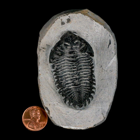 2.2" Coltraenia Oufatenensis Trilobite Fossil Devonian Morocco 400 Mil Yrs Old COA - Fossil Age Minerals