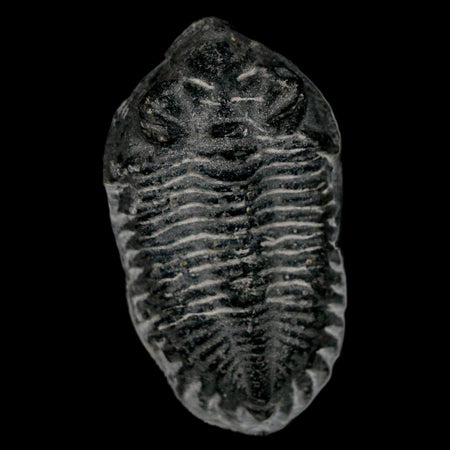2.2" Coltraenia Oufatenensis Trilobite Fossil Devonian Morocco 400 Mil Yrs Old COA
