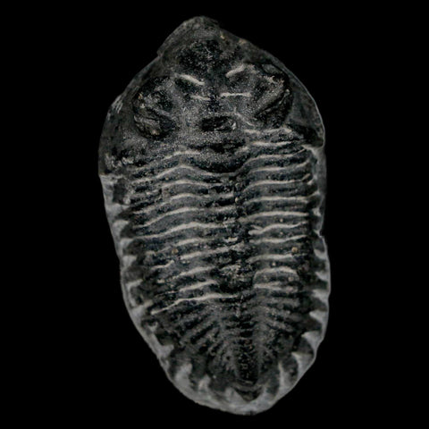 2.2" Coltraenia Oufatenensis Trilobite Fossil Devonian Morocco 400 Mil Yrs Old COA - Fossil Age Minerals