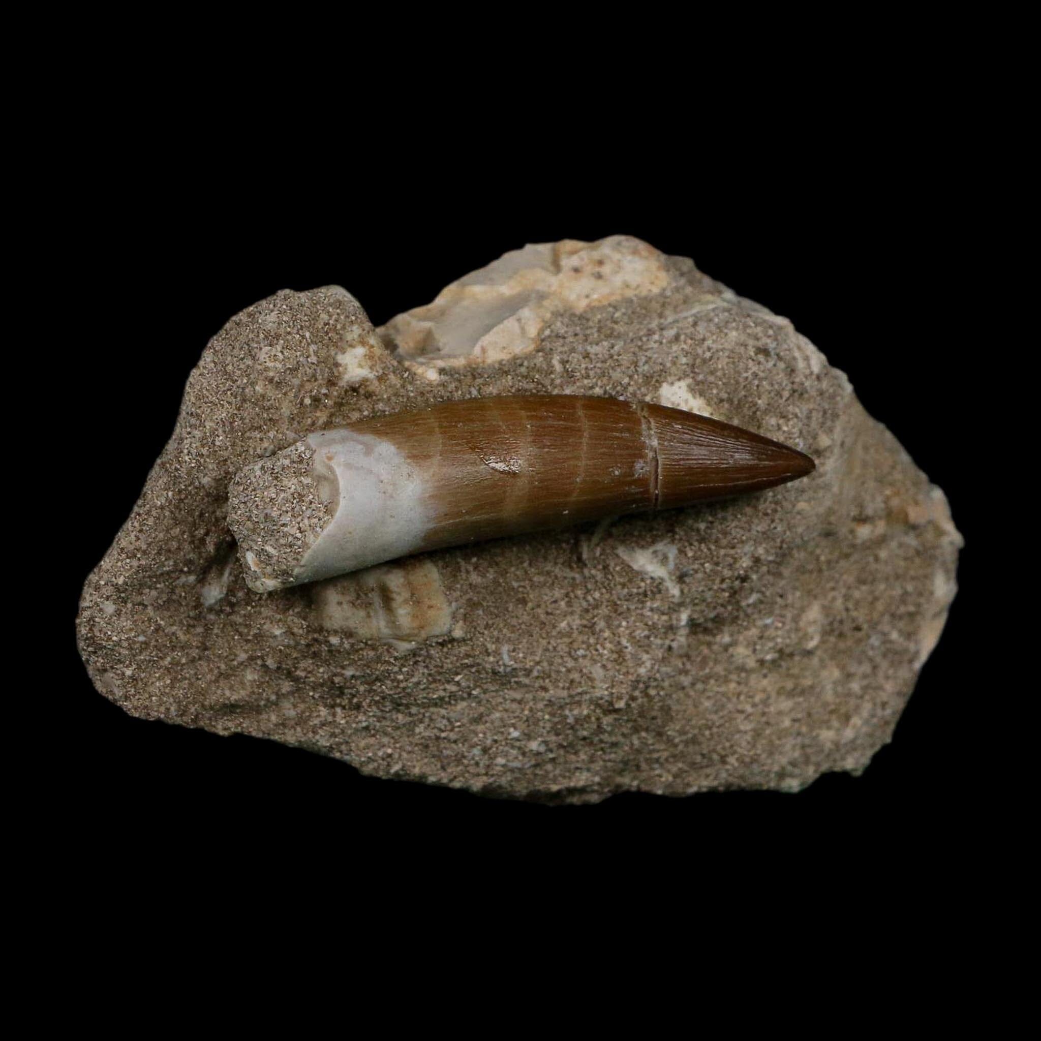 XL 2" Plesiosaur Zarafasaura Tooth Fossil In Matrix Cretaceous Dinosaur Era COA - Fossil Age Minerals