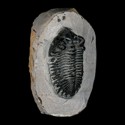 2.2" Coltraenia Oufatenensis Trilobite Fossil Devonian Morocco 400 Mil Yrs Old COA - Fossil Age Minerals
