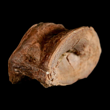 1.7" Ichthyodectes Fish Fossil Vertebrae Late Cretaceous Era Niobrara Formation Kansas