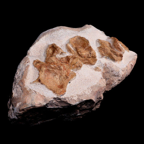 12.8"  Polycotylid Plesiosaur Vertebrae Fossil In Situ Cretaceous Dinosaur Age COA - Fossil Age Minerals