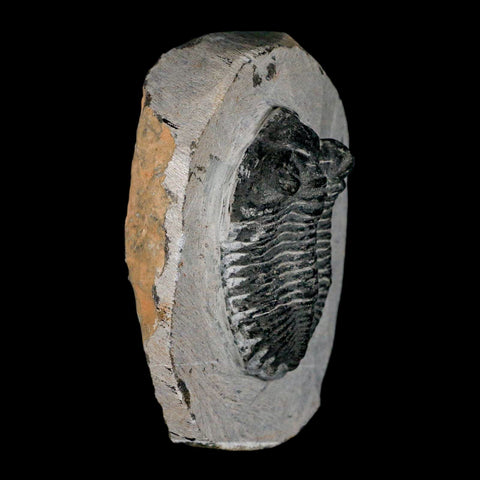 2.2" Coltraenia Oufatenensis Trilobite Fossil Devonian Morocco 400 Mil Yrs Old COA - Fossil Age Minerals