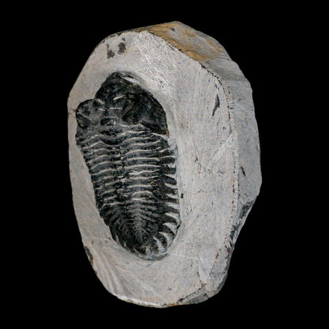 2.2" Coltraenia Oufatenensis Trilobite Fossil Devonian Morocco 400 Mil Yrs Old COA - Fossil Age Minerals