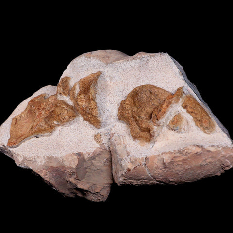 12.8"  Polycotylid Plesiosaur Vertebrae Fossil In Situ Cretaceous Dinosaur Age COA - Fossil Age Minerals