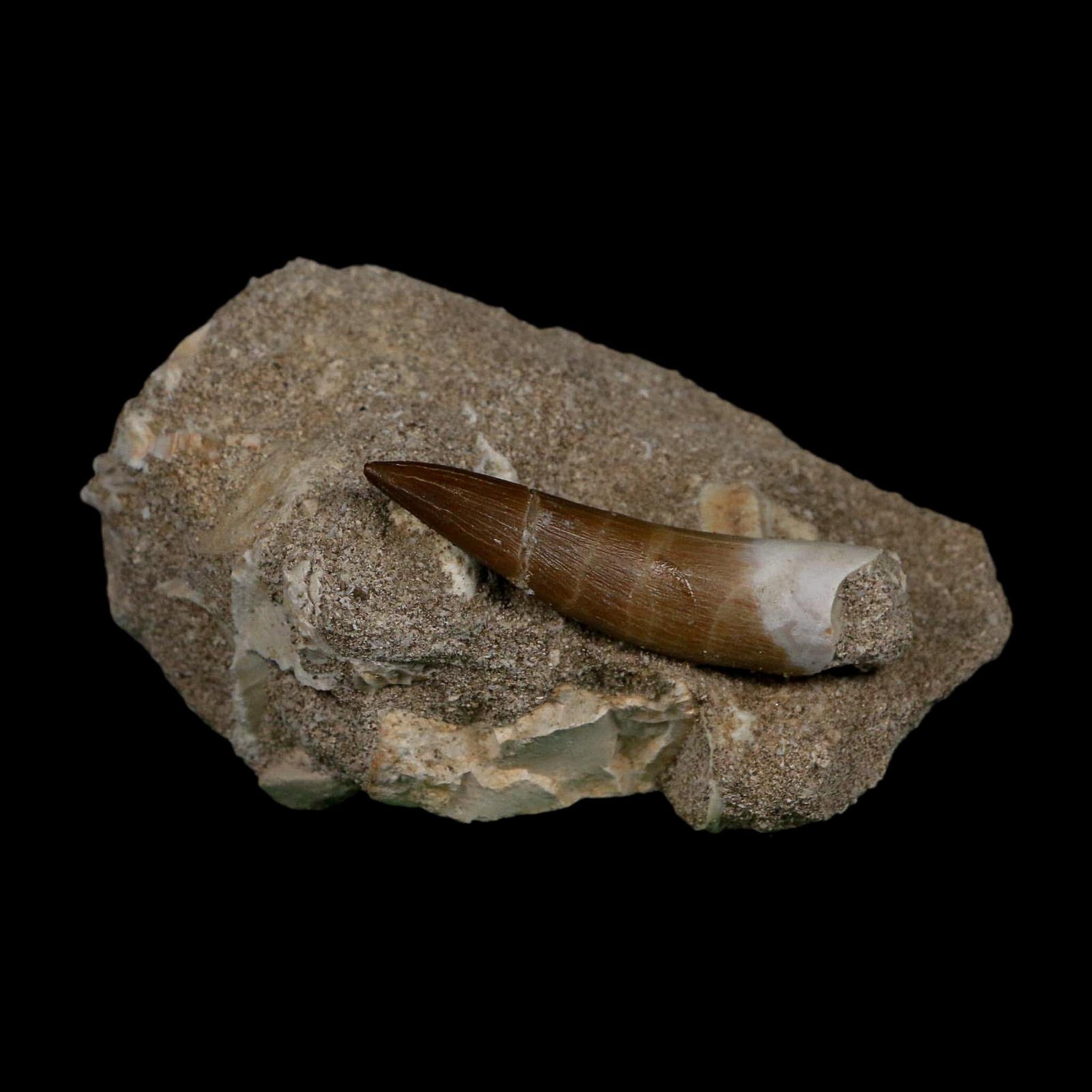 XL 2" Plesiosaur Zarafasaura Tooth Fossil In Matrix Cretaceous Dinosaur Era COA - Fossil Age Minerals