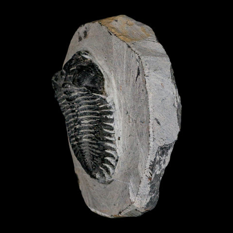 2.2" Coltraenia Oufatenensis Trilobite Fossil Devonian Morocco 400 Mil Yrs Old COA - Fossil Age Minerals