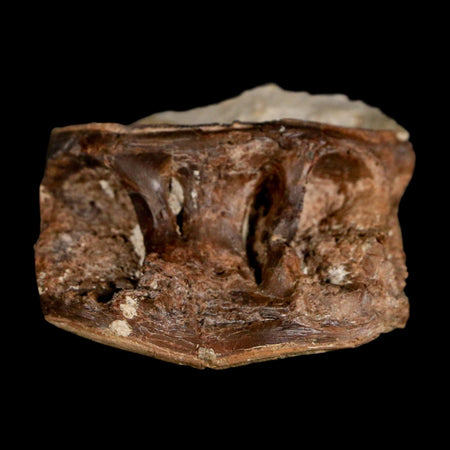 1.7" Ichthyodectes Fish Fossil Vertebrae Late Cretaceous Era Niobrara Formation Kansas