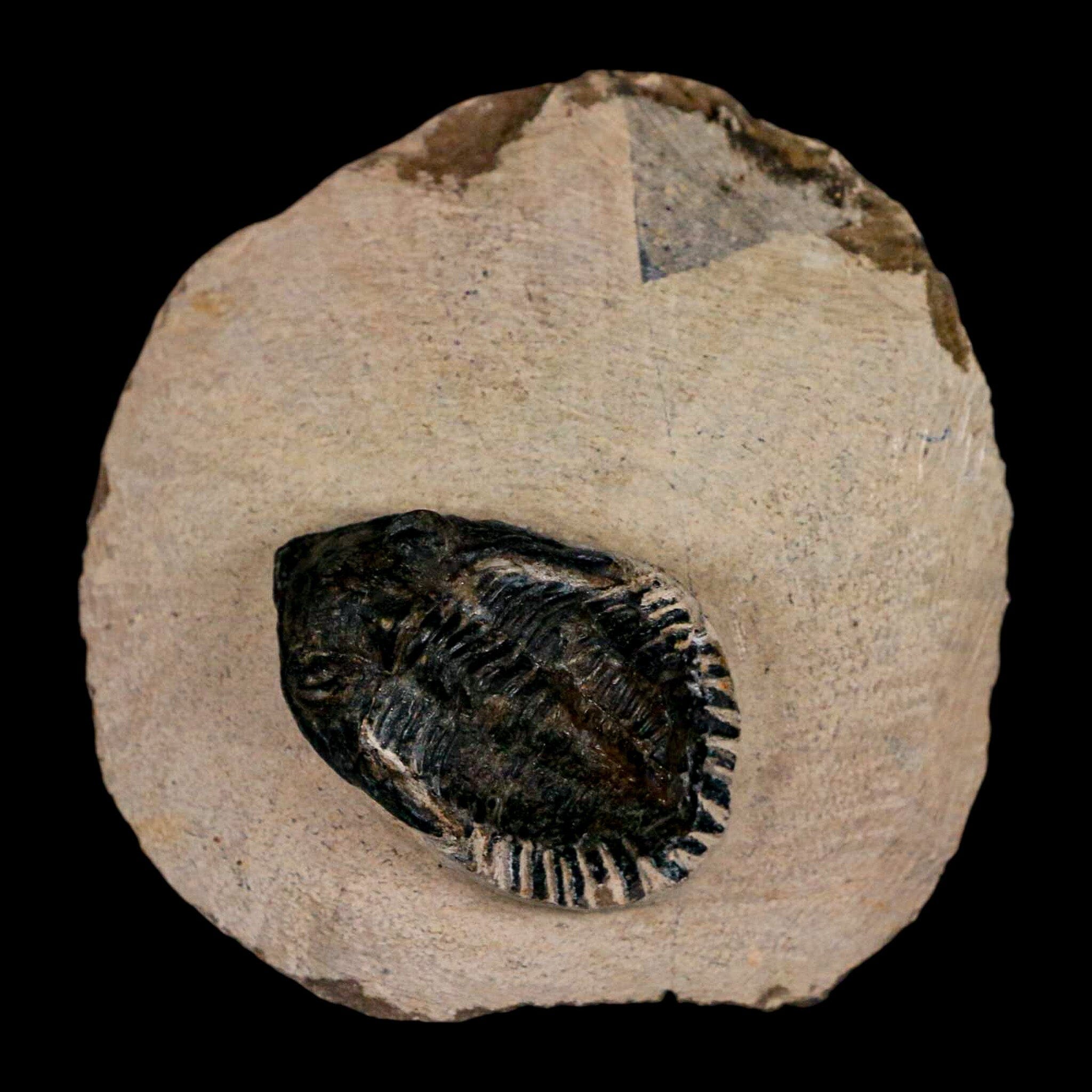 1.4" Metacanthina Issoumourensis Trilobite Fossil Devonian Age 400 Mil Yrs Old COA - Fossil Age Minerals