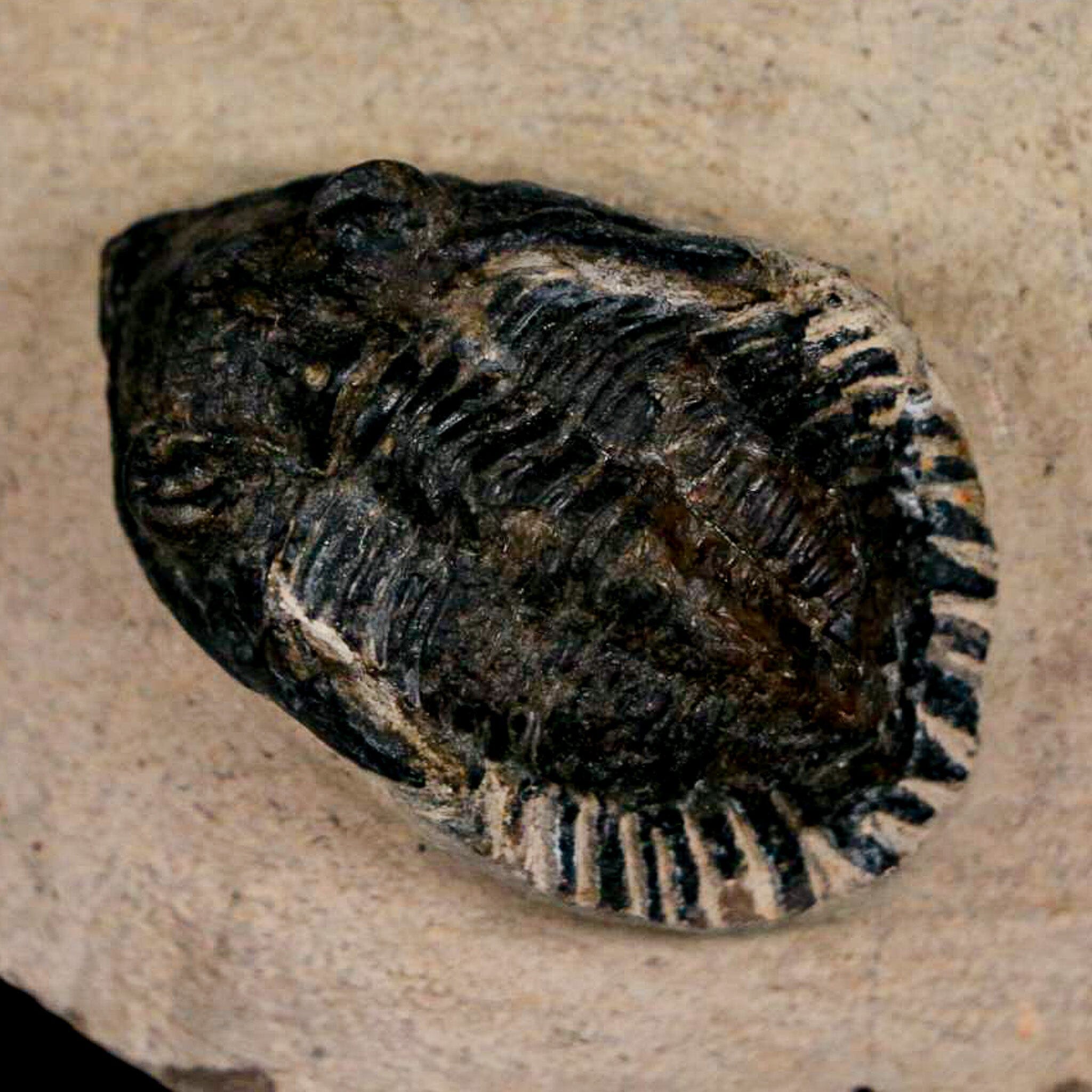 1.4" Metacanthina Issoumourensis Trilobite Fossil Devonian Age 400 Mil Yrs Old COA - Fossil Age Minerals