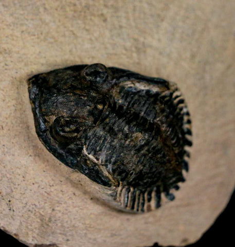 1.4" Metacanthina Issoumourensis Trilobite Fossil Devonian Age 400 Mil Yrs Old COA - Fossil Age Minerals