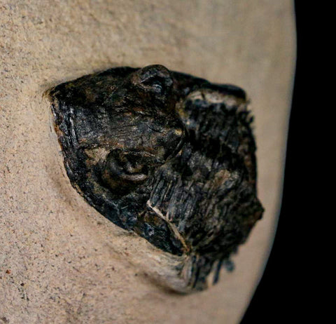 1.4" Metacanthina Issoumourensis Trilobite Fossil Devonian Age 400 Mil Yrs Old COA - Fossil Age Minerals