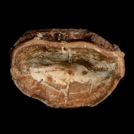 1.7" Ichthyodectes Fish Fossil Vertebrae Late Cretaceous Era Niobrara Formation Kansas