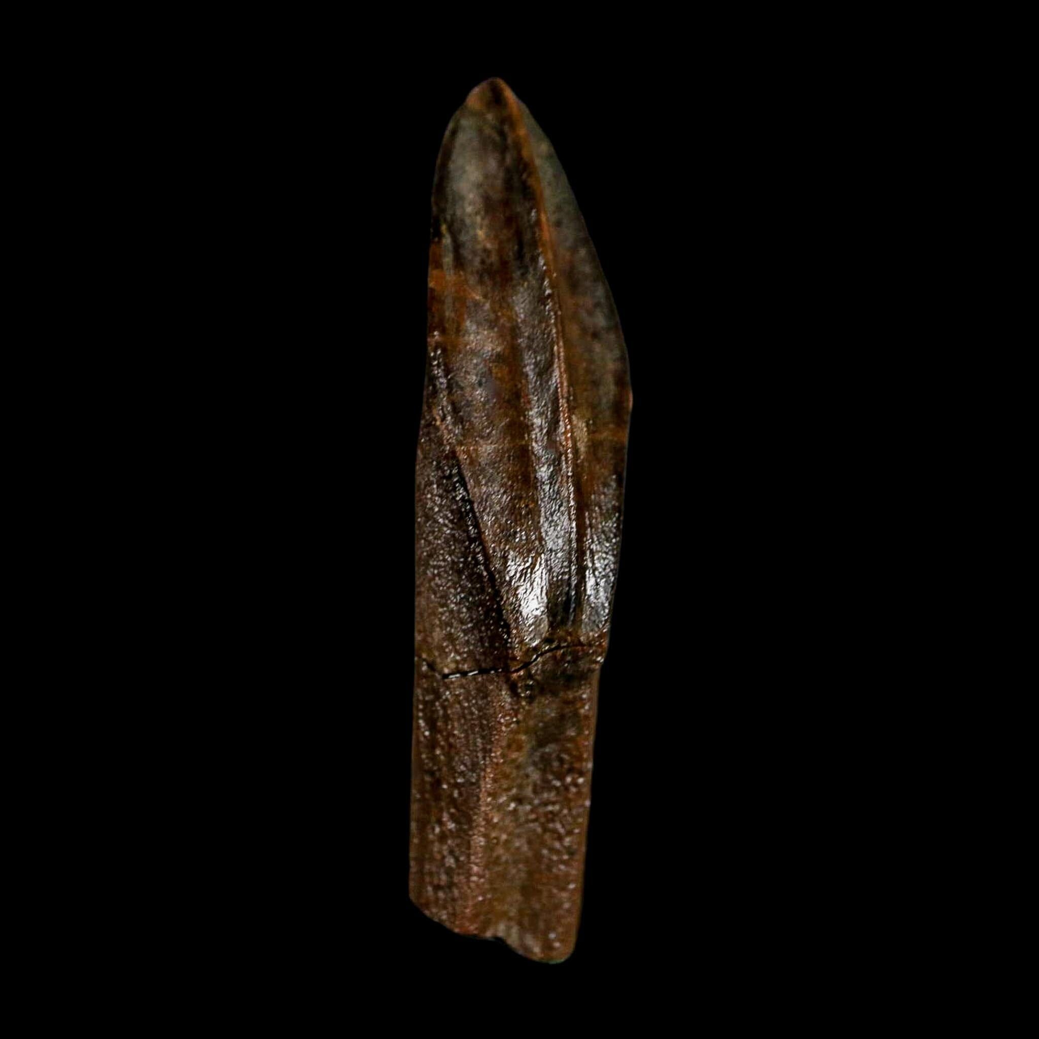 XL 1.5" Edmontosaurus Dinosaur Fossil Rooted Tooth Hell Creek FM Montana COA Display - Fossil Age Minerals