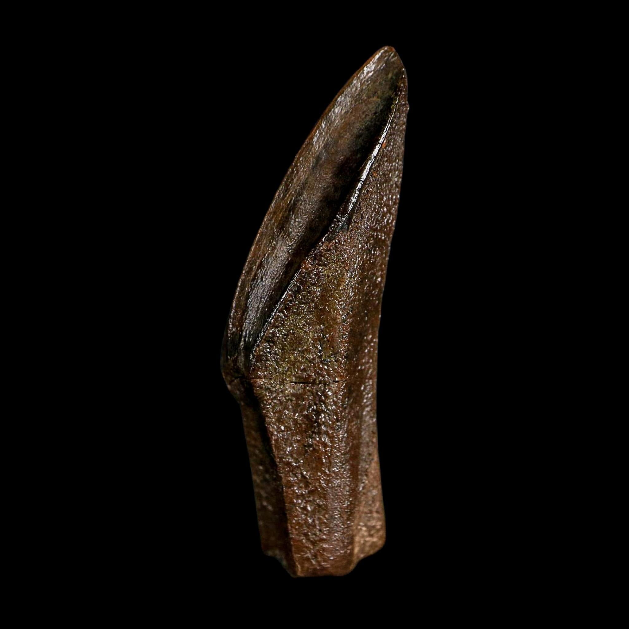 XL 1.5" Edmontosaurus Dinosaur Fossil Rooted Tooth Hell Creek FM Montana COA Display - Fossil Age Minerals