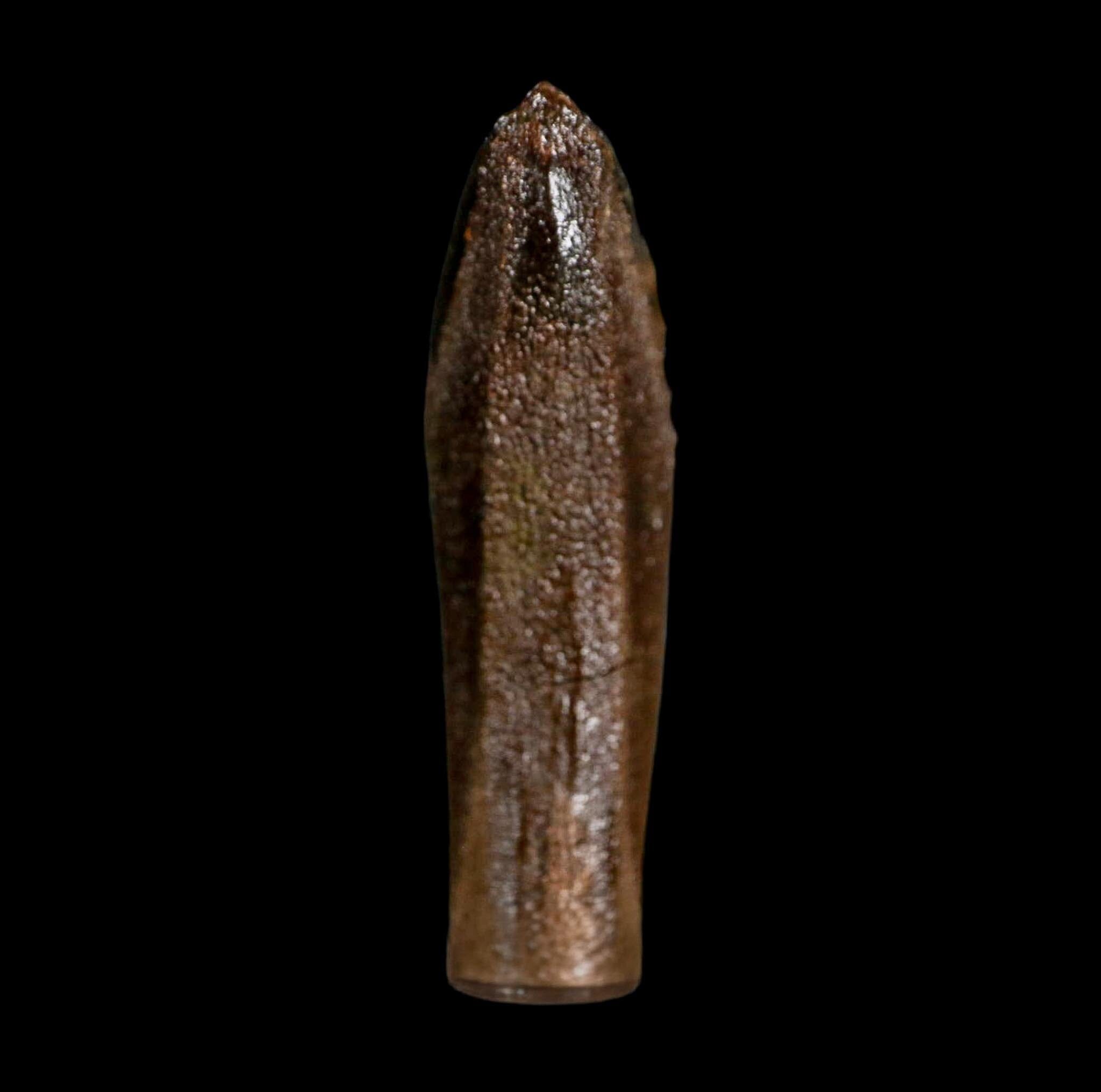 XL 1.5" Edmontosaurus Dinosaur Fossil Rooted Tooth Hell Creek FM Montana COA Display - Fossil Age Minerals