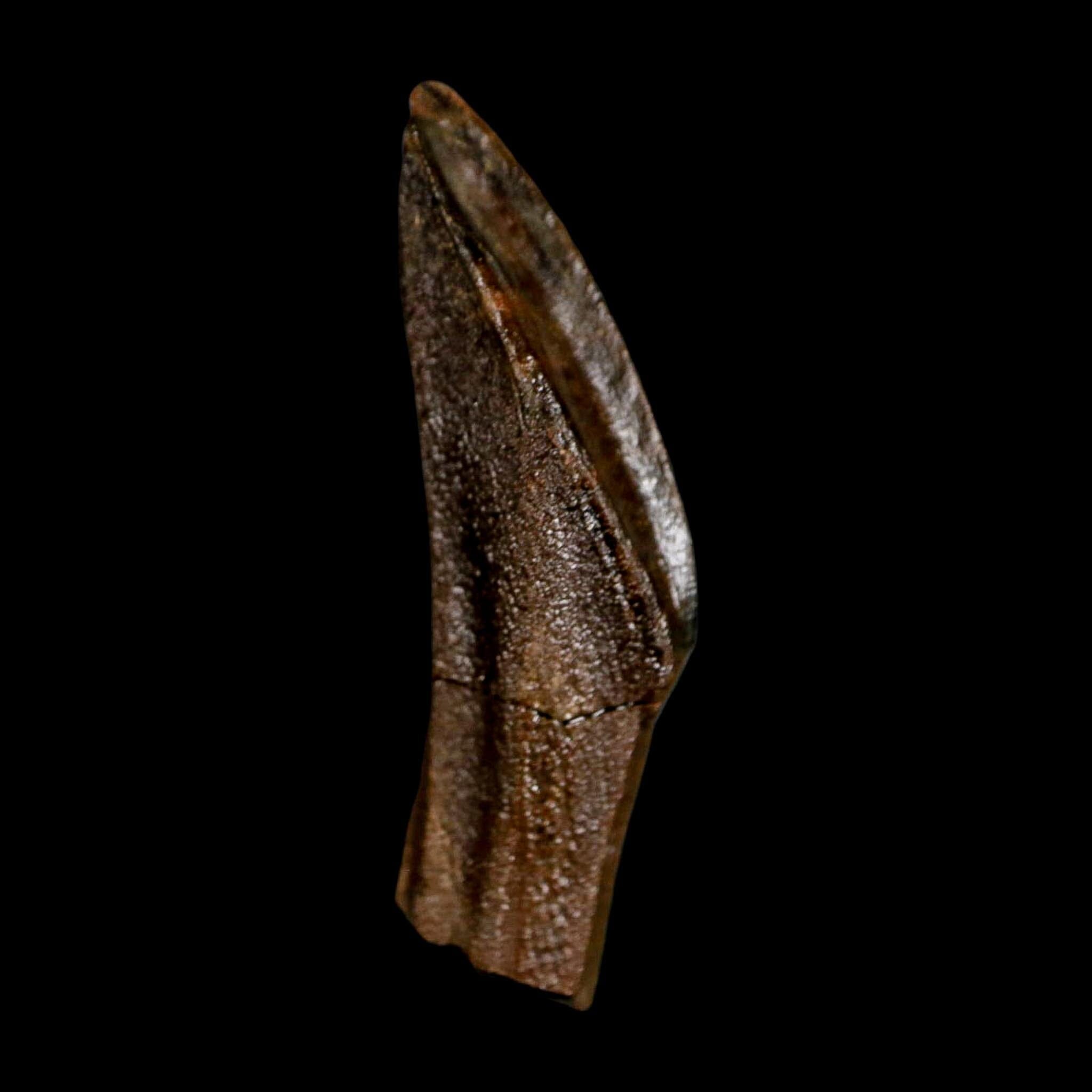 XL 1.5" Edmontosaurus Dinosaur Fossil Rooted Tooth Hell Creek FM Montana COA Display - Fossil Age Minerals