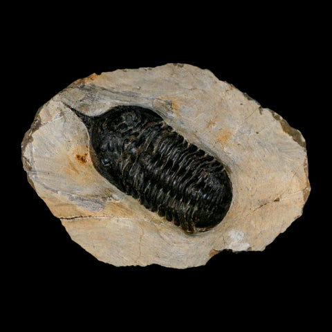 2.7" Morocconites Malladoides Trilobite Fossil Morocco Devonian Age Display COA - Fossil Age Minerals