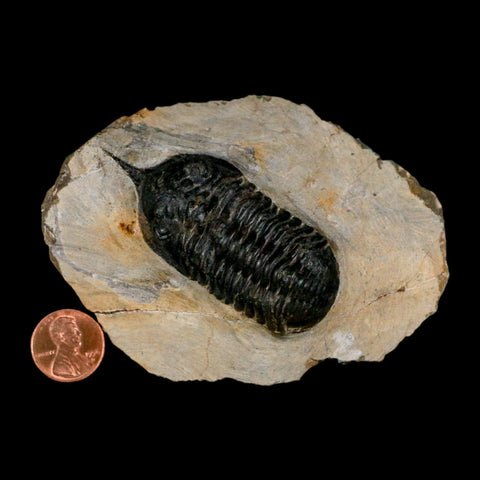 2.7" Morocconites Malladoides Trilobite Fossil Morocco Devonian Age Display COA - Fossil Age Minerals