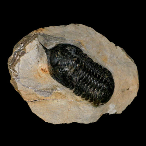 2.7" Morocconites Malladoides Trilobite Fossil Morocco Devonian Age Display COA - Fossil Age Minerals