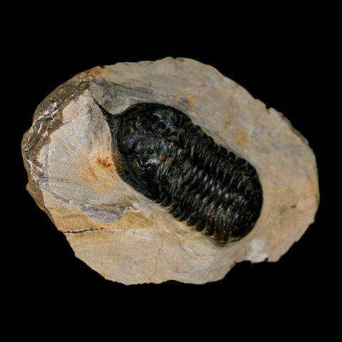 2.7" Morocconites Malladoides Trilobite Fossil Morocco Devonian Age Display COA - Fossil Age Minerals