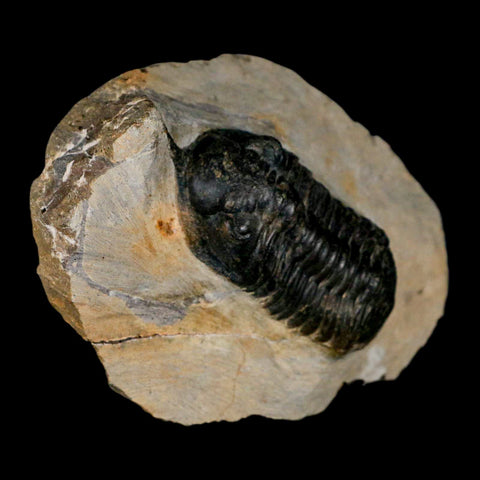 2.7" Morocconites Malladoides Trilobite Fossil Morocco Devonian Age Display COA - Fossil Age Minerals