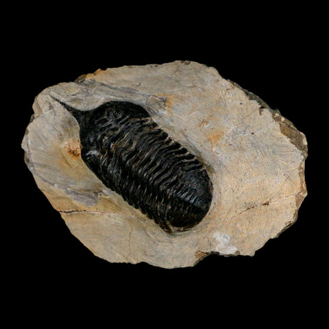 2.7" Morocconites Malladoides Trilobite Fossil Morocco Devonian Age Display COA - Fossil Age Minerals