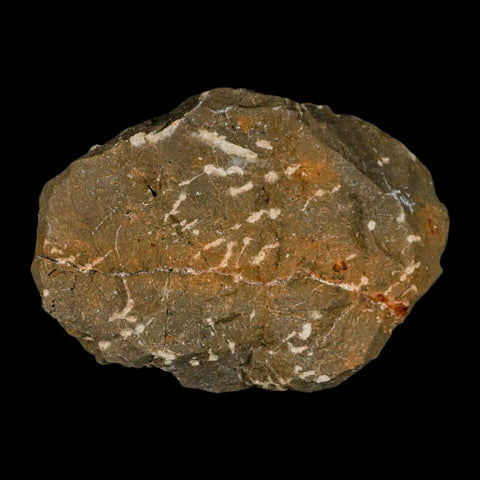 2.7" Morocconites Malladoides Trilobite Fossil Morocco Devonian Age Display COA - Fossil Age Minerals