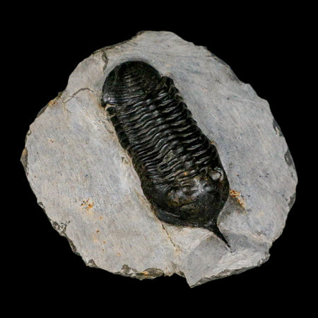 2.9" Morocconites Malladoides Trilobite Fossil Morocco Devonian Age Display COA